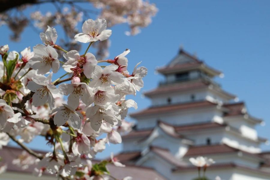 Cherry blossom with Aizuwakamatsu castle in the background. Cherry blossom is one of the most iconic nature symbol in Japan. Every year during the blooming season, people take “Hanami” (meaning flower viewing),a traditional custom of enjoying the beauty of flowers. Blooming of cherry blossom symbolizes the aspect of human life.